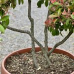 Červienka Fraserova (Photinia × fraseri) ´CORALLO´ - výška 150+ cm, kont. C90L (-24°C) BONSAJ - DECO MISA